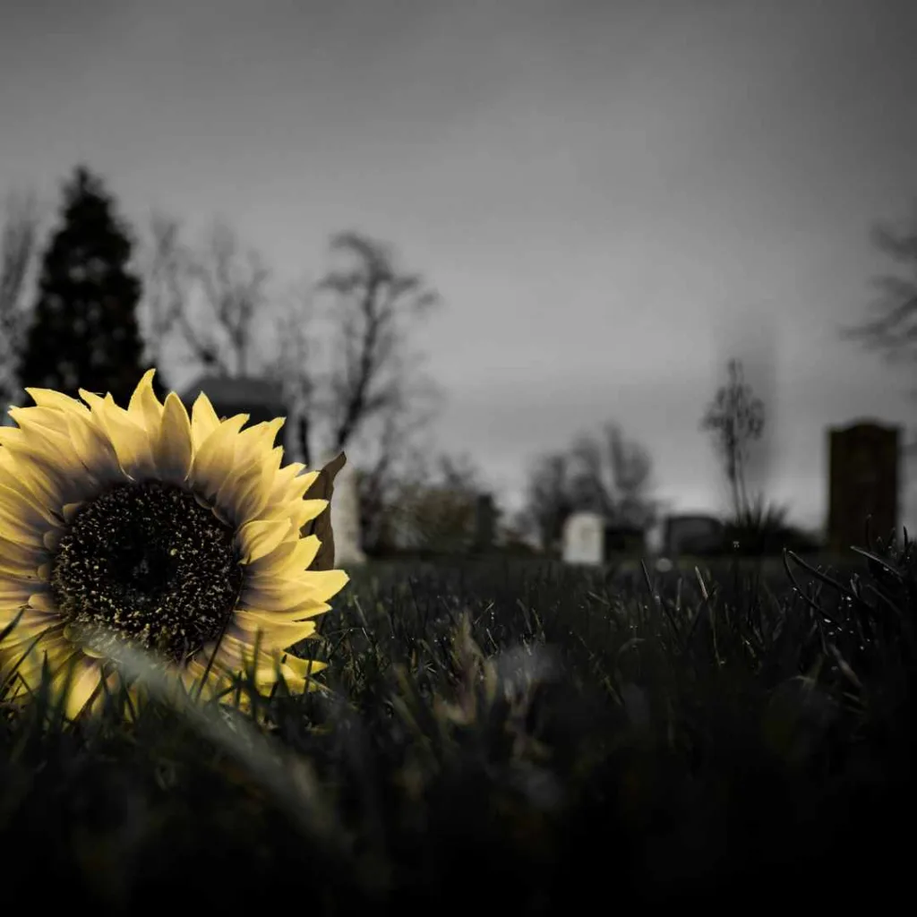 Sonnen-im-vordergrund-vor-einem-dunklen-friedhof