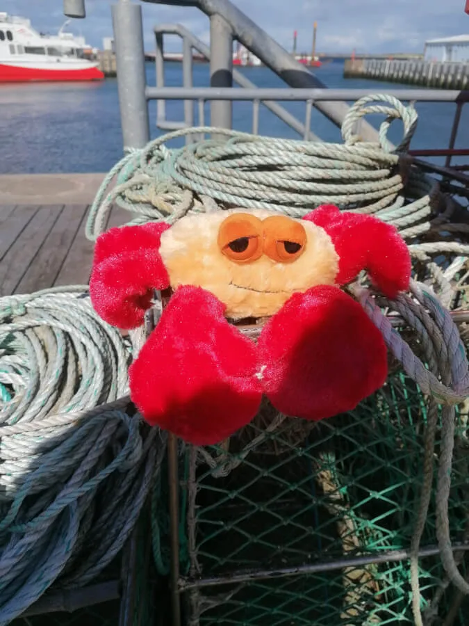 Krebs-kuscheltier-auf-fischernetzen-vor-dem-meer