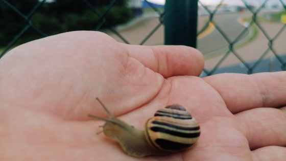 Schnecke-auf-einer-hand-vor-der-rennstrecke