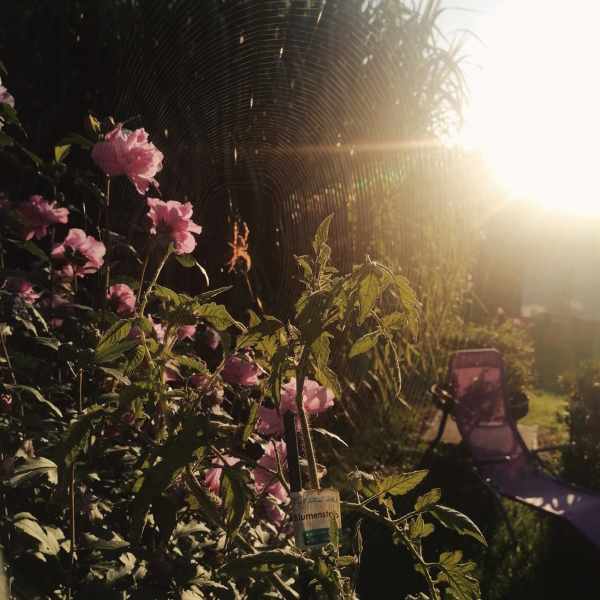 Rosa-blumen-und-ein-spinnennetz-vor-dem-sonnenaufgang