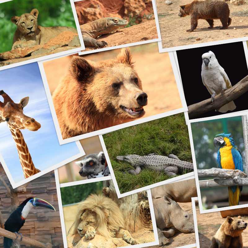 bär-giraffe-vogel-als-collage-auf-einem-bild
